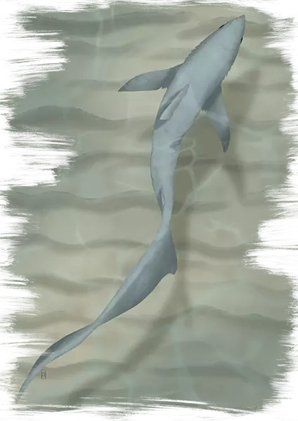 Illustration dessin d'un requin